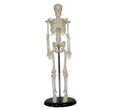 XC103 Human Skeleton 45cm