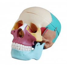 XC104C Colored Skull