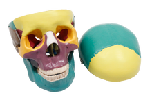 XC104C Colored Skull