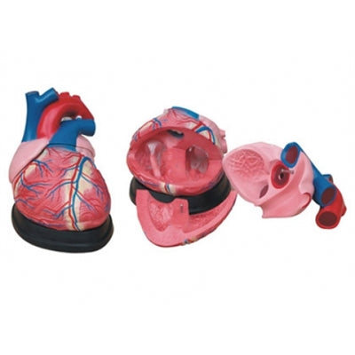 XC307 Jumbo Heart