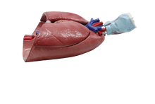 XC320 Heart, Larynx, Lungs Model