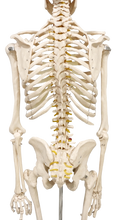 XC101 Skeleton life Size 180cm