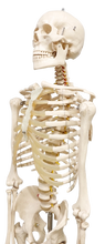 XC101 Skeleton life Size 180cm