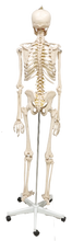 XC101 Skeleton life Size 180cm