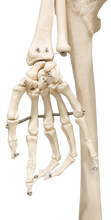 XC101 Skeleton life Size 180cm