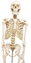 XC101 Skeleton life Size 180cm