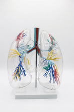 XC-330 Model of the Transparent Lung Segment