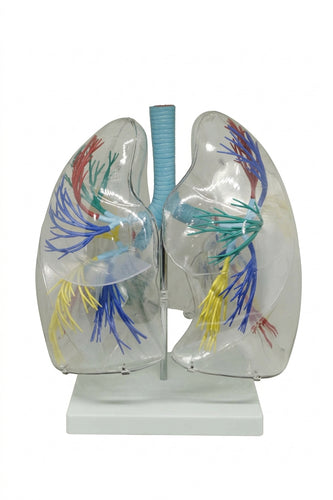 XC-330 Model of the Transparent Lung Segment