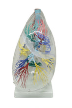 XC-330 Model of the Transparent Lung Segment