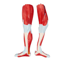 XC339 Life Size Human Muscle Model Male (29 parts)