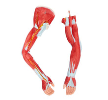 XC339 Life Size Human Muscle Model Male (29 parts)