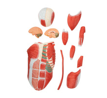 XC339 Life Size Human Muscle Model Male (29 parts)