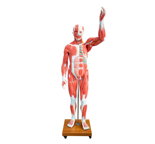 XC339 Life Size Human Muscle Model Male (29 parts)