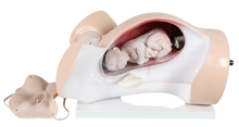 Model of a pregnant woman's abdomen with visible fetuses inside, on a white background