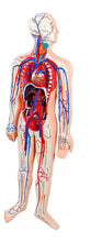 XC322 Human Circulatory System
