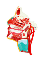 XC324 Model of the Head