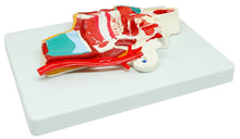 XC324 Model of the Head
