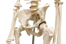 XC101 Skeleton life Size 180cm