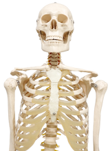 XC101 Skeleton life Size 180cm