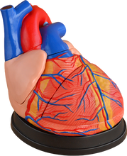 XC307 Jumbo Heart