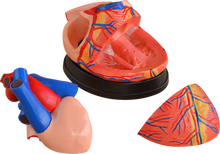 XC307 Jumbo Heart
