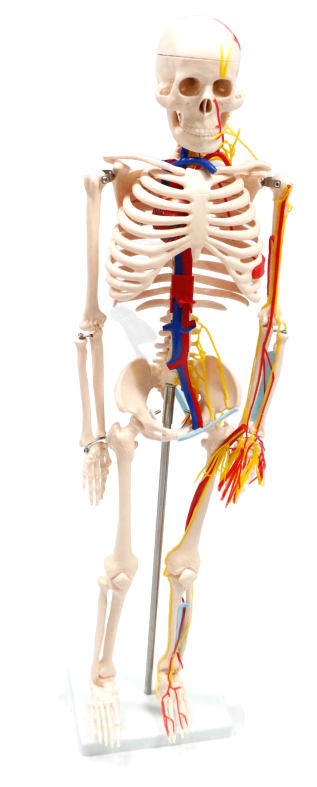 XC102B Skeleton with Blood Vessels