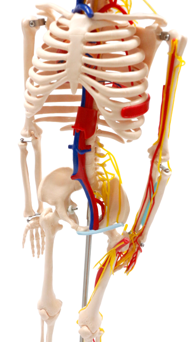 33 Half-Size Skeleton w/Nerves and Arteries 33 Half-Size Skeleton w/Nerves and Arteries