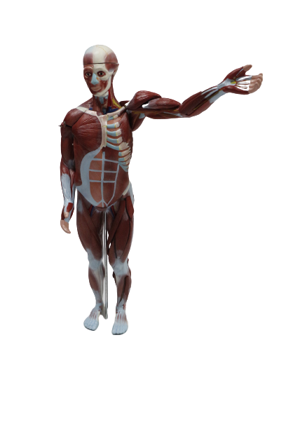 MAN ANATOMY MODEL 人体模型 XC334 Human Muscle Model Male (27 parts) – Golden Horse Medical