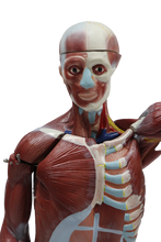 XC334 Human Muscle Model Male (27 parts)