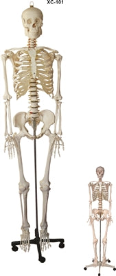 XC101 Skeleton life Size 180cm