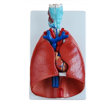 XC320 Heart, Larynx, Lungs Model