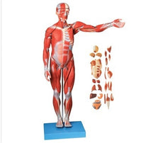 XC334 Human Muscle Model Male (27 parts)
